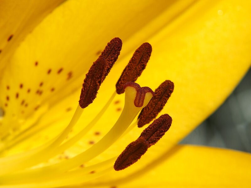 Close-up of a yellow lily