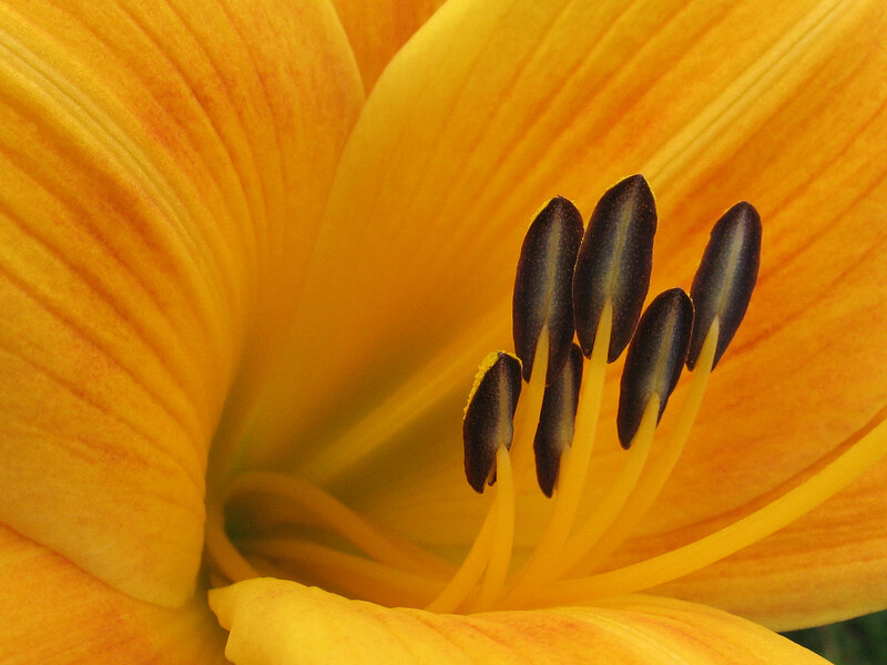 Close-up of a yellow lily
