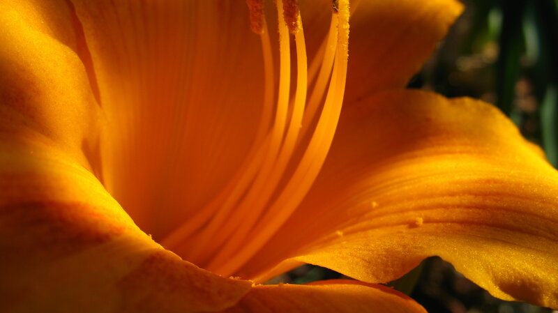 Close-up of a yellow lily