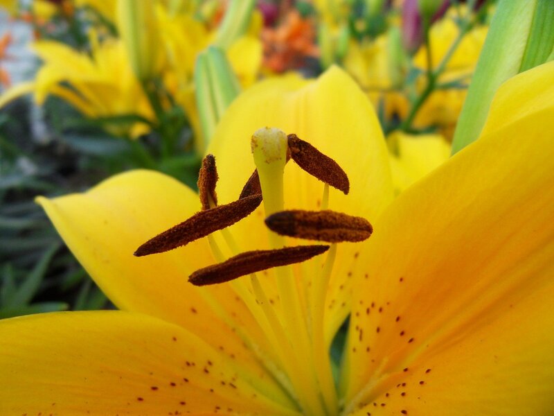Close-up of a yellow lily