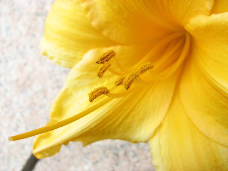 Close-up of a yellow lily