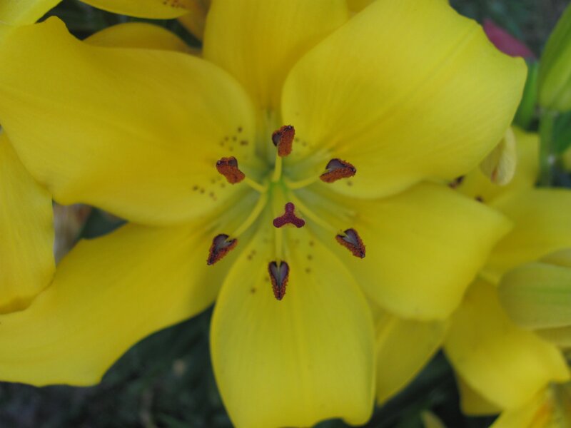 Close-up of a yellow lily