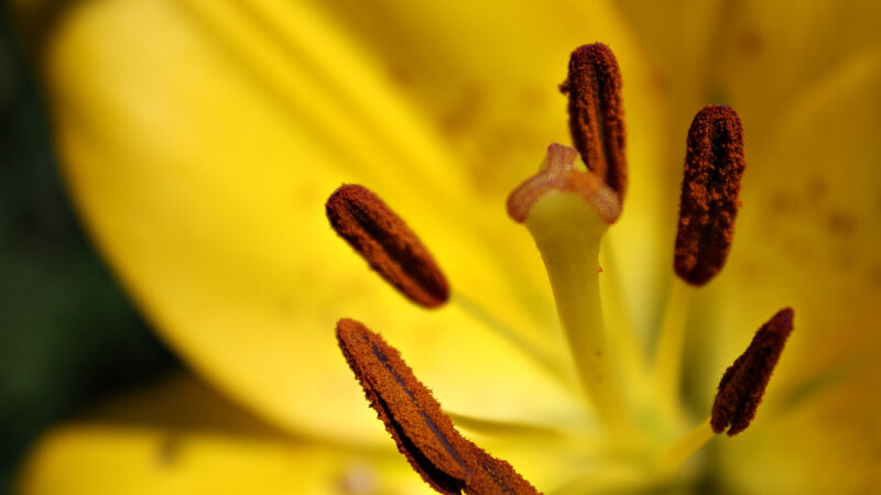 Close-up of a yellow lily flower