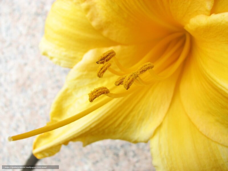 Close-up of a yellow lily