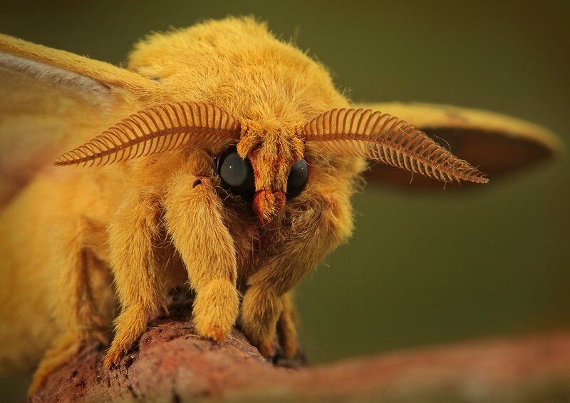 Close-up of a yellow moth