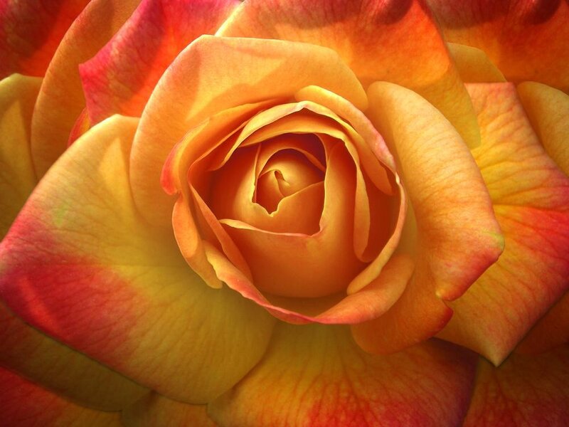 Close-up of a yellow-orange rose