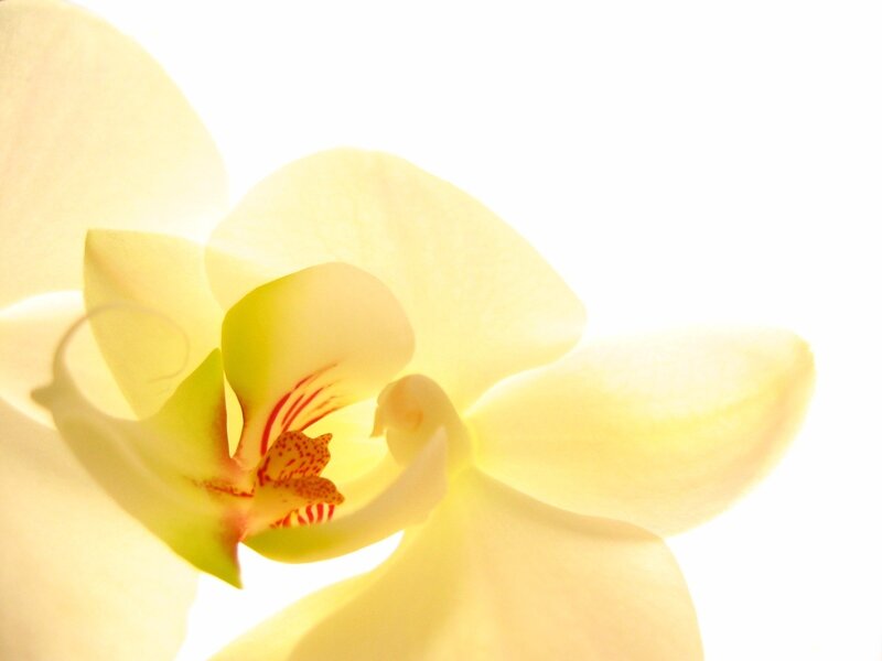 Close-up of a yellow orchid