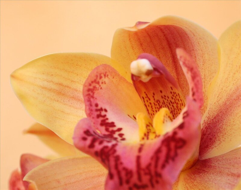 Close-up of a yellow orchid
