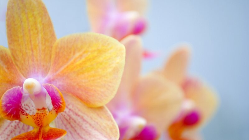 Close-up of a yellow orchid