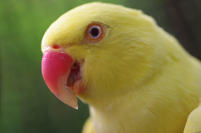 close-up of a yellow parrot