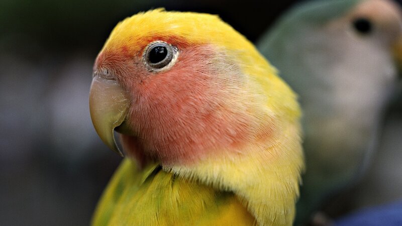 close-up of a yellow parrot