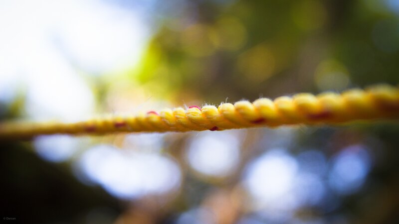 Close-up of a yellow rope