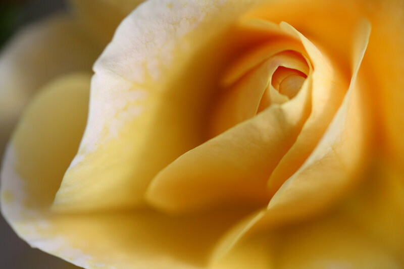 Close-up of a yellow rose