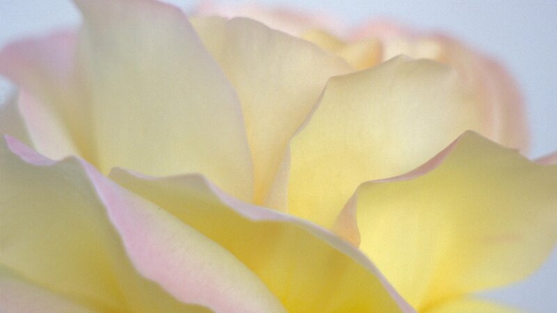 Close-up of a yellow rose