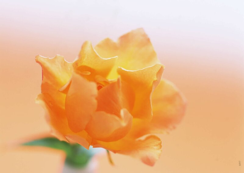 Close-up of a yellow rose