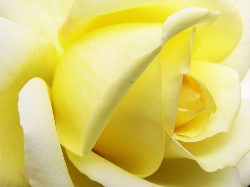 Close-up of a yellow rose