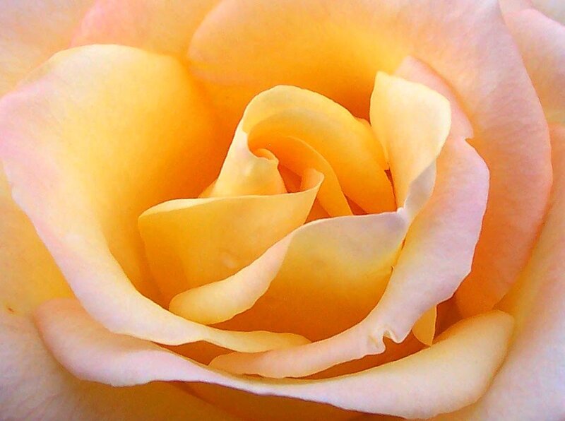Close-up of a yellow rose