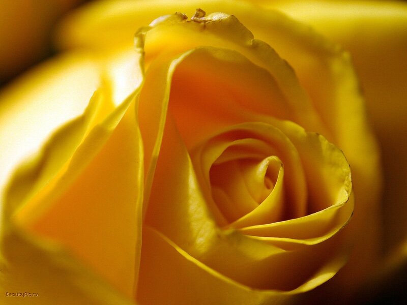 Close-up of a yellow rose