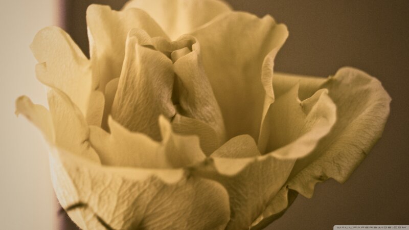 close-up of a yellow rose