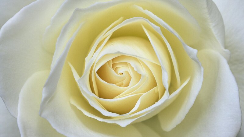 close-up of a yellow rose
