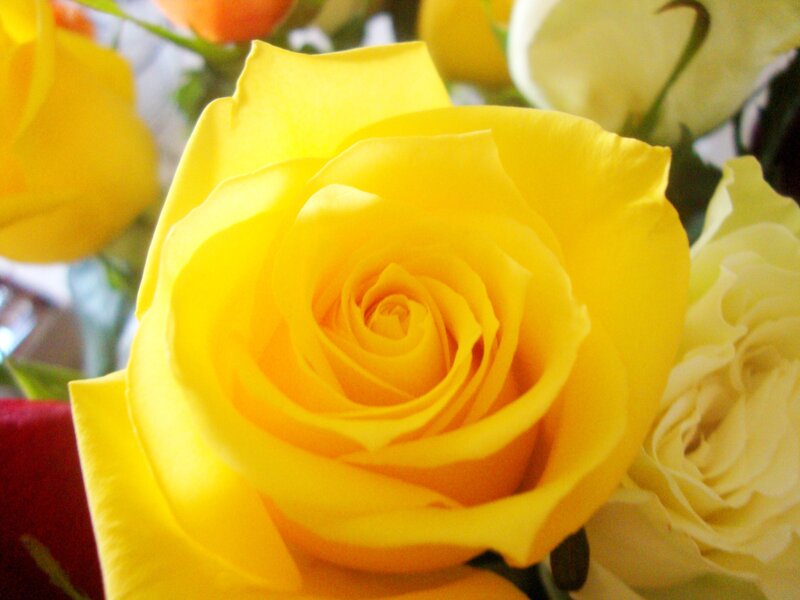 Close-up of a yellow rose