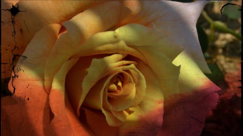 Close-up of a yellow rose