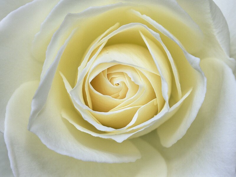 close-up of a yellow rose