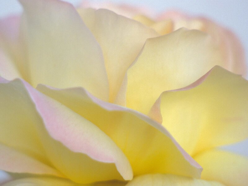 Close-up of a yellow rose
