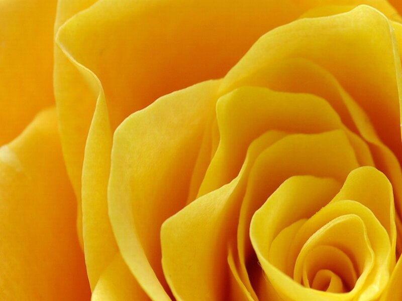 Close-up of a yellow rose