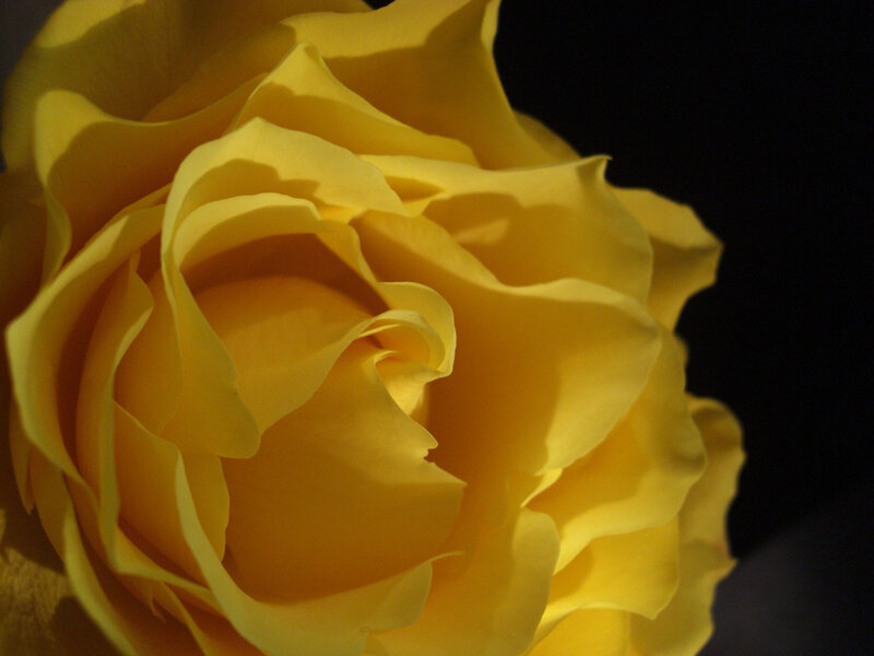 Close-up of a yellow rose