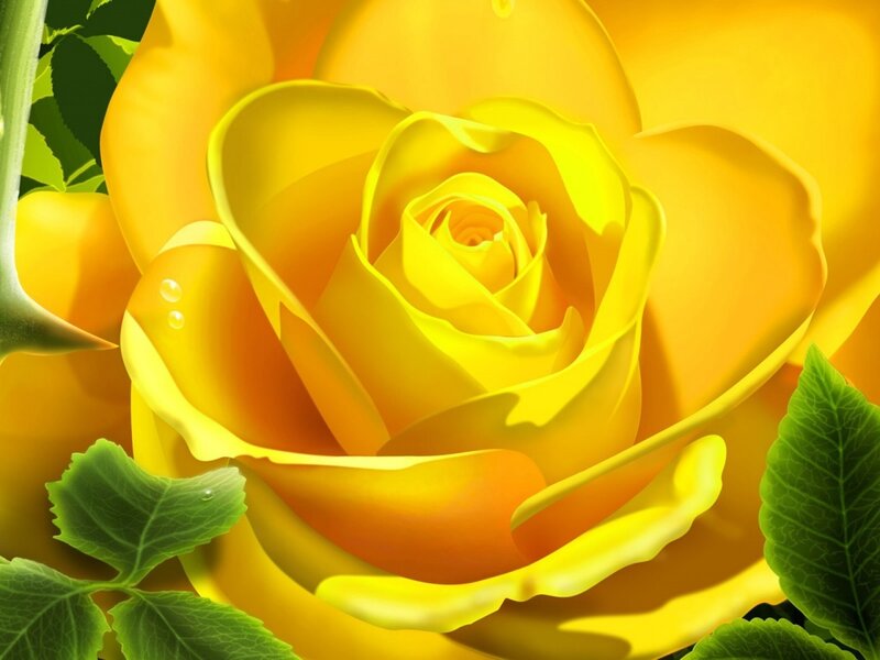 Close-up of a yellow rose
