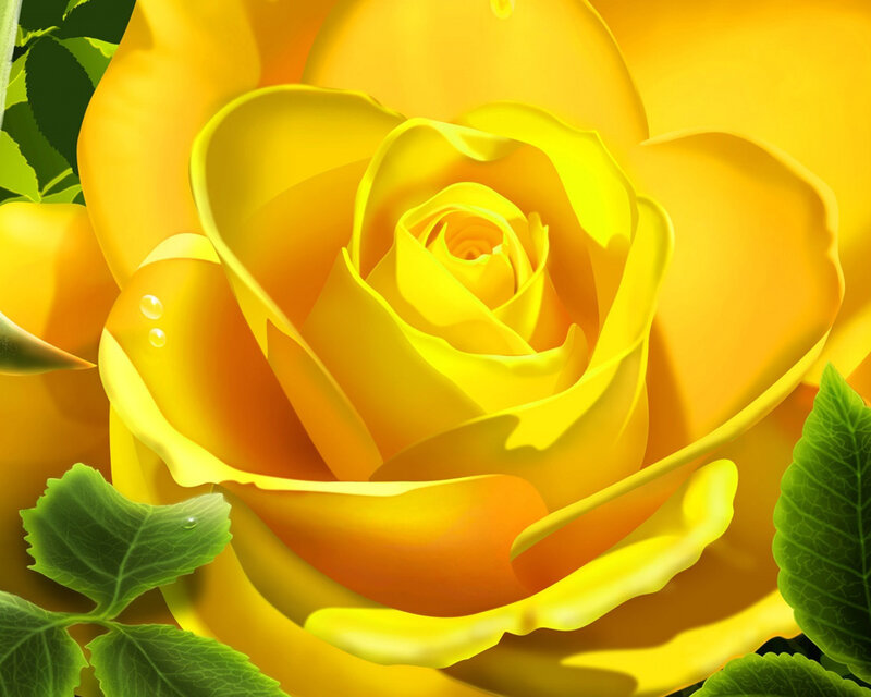 Close-up of a yellow rose