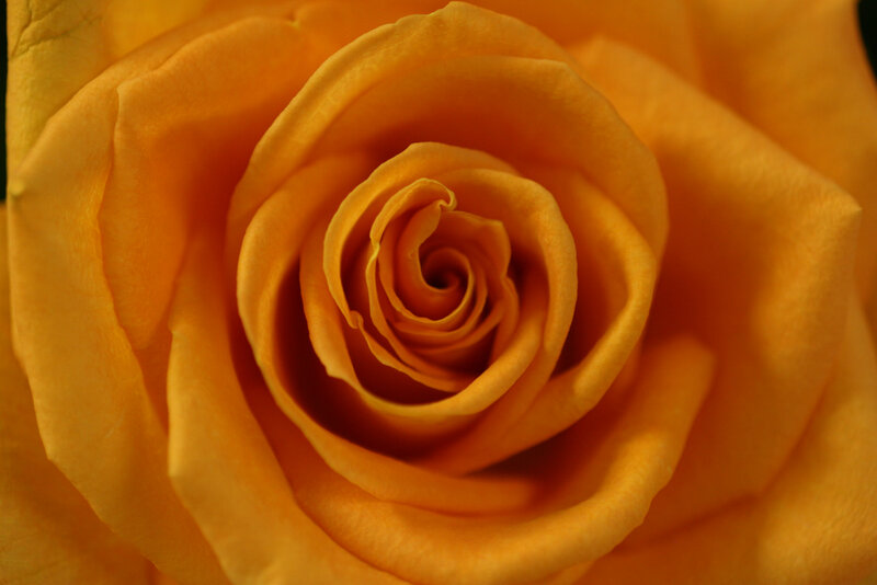 close-up of a yellow rose