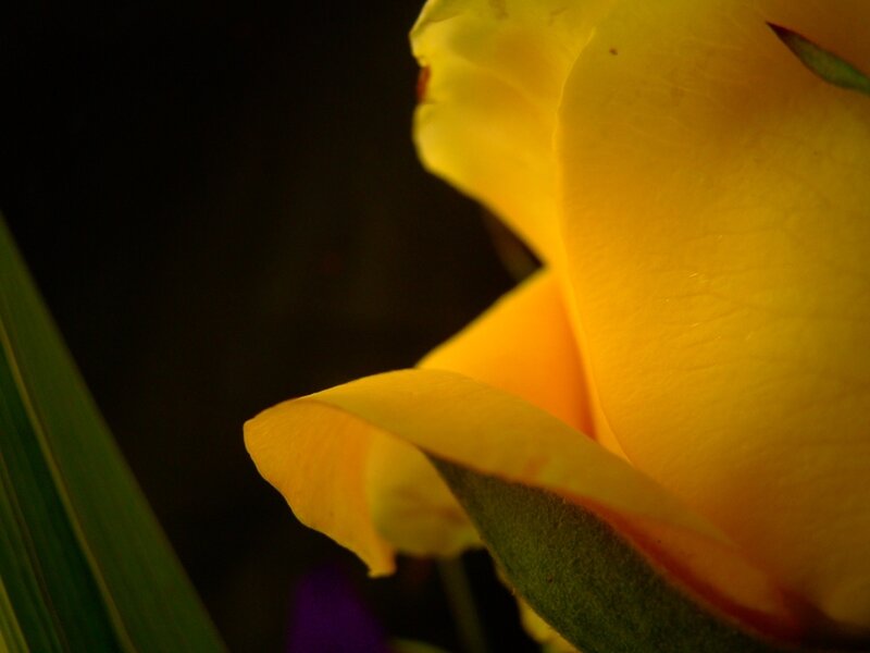 Close-up of a yellow rose