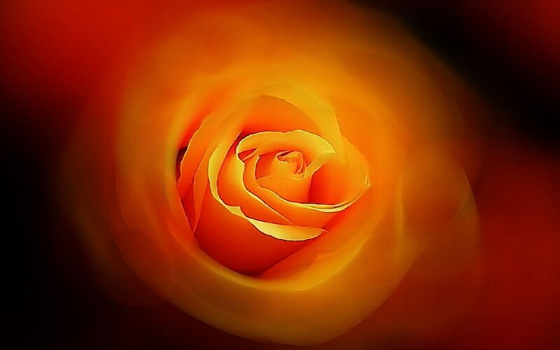 close-up of a yellow rose