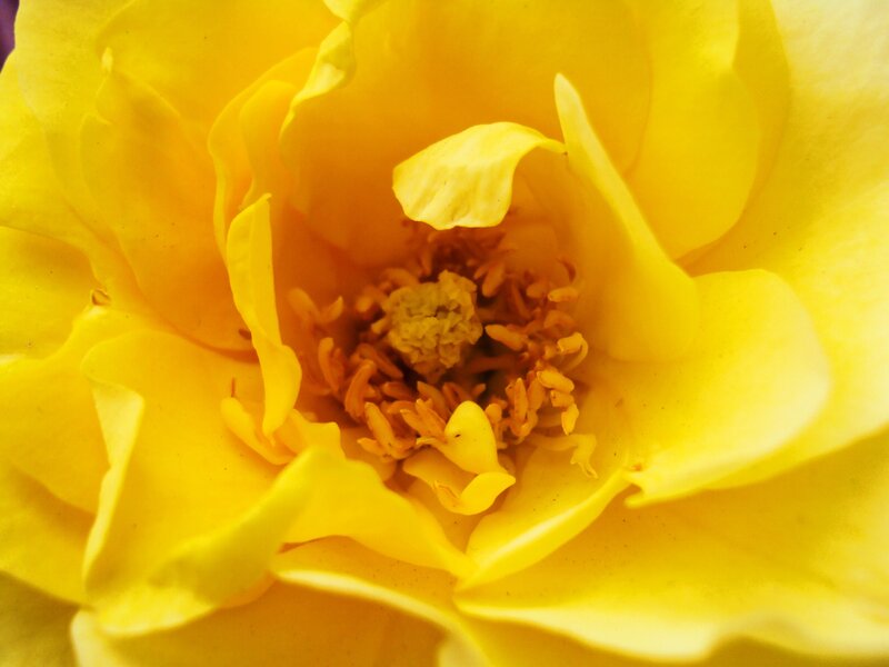 Close-up of a yellow rose