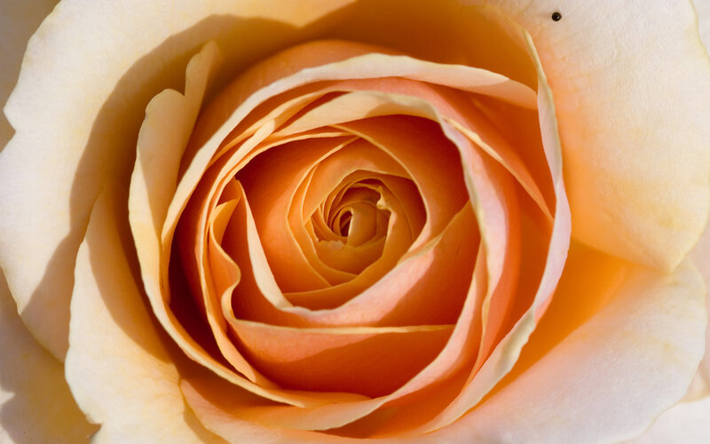 Close-up of a yellow rose
