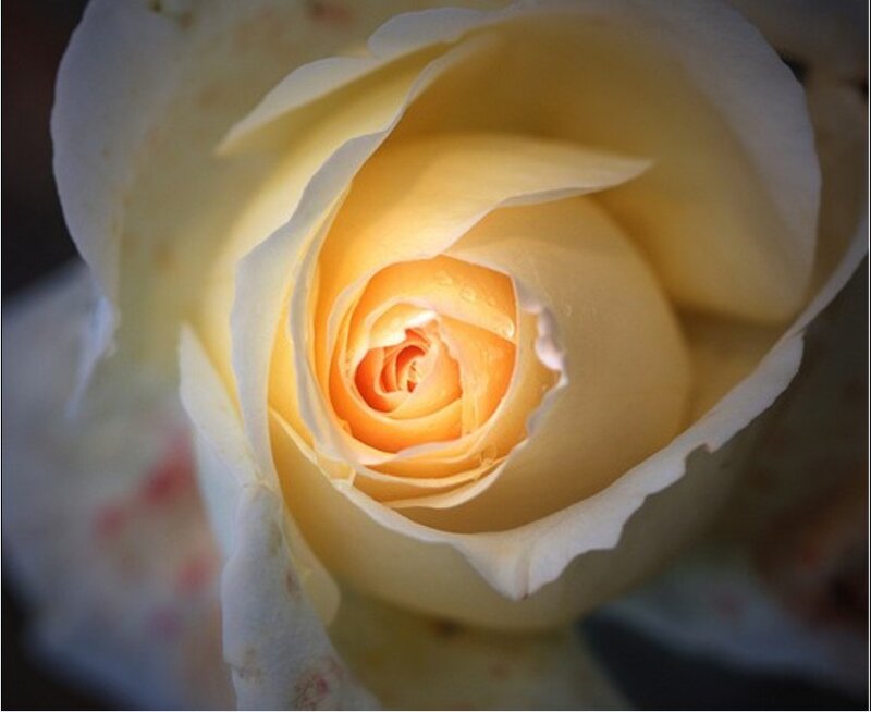 Close-up of a yellow rose