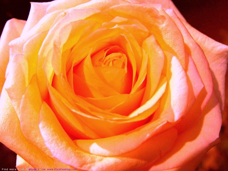 Close-up of a yellow rose