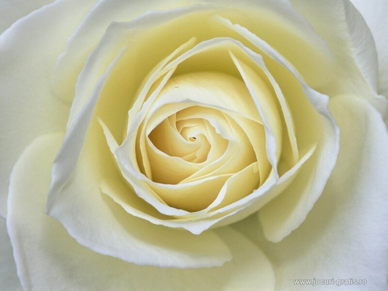 close-up of a yellow rose