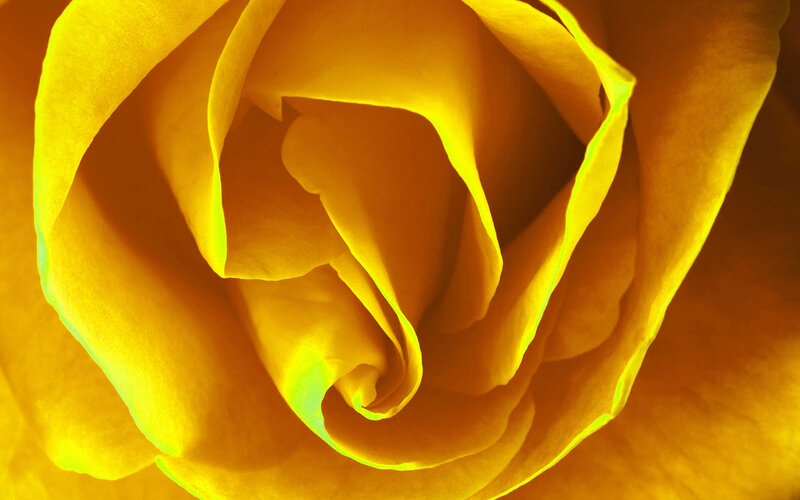 Close-up of a yellow rose