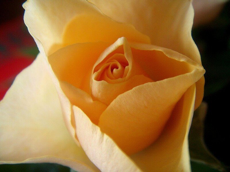 Close-up of a yellow rose
