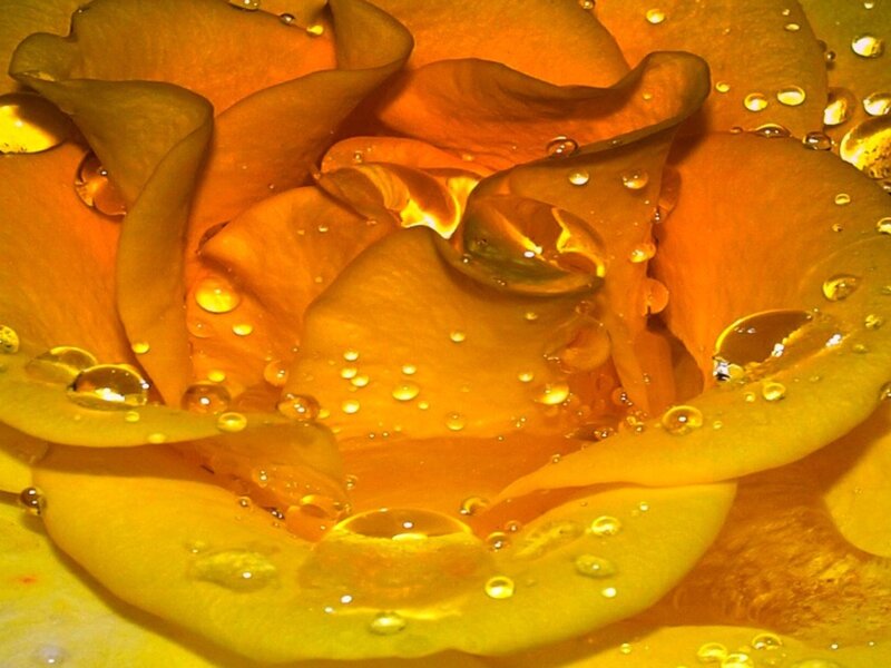 Close-up of a yellow rose