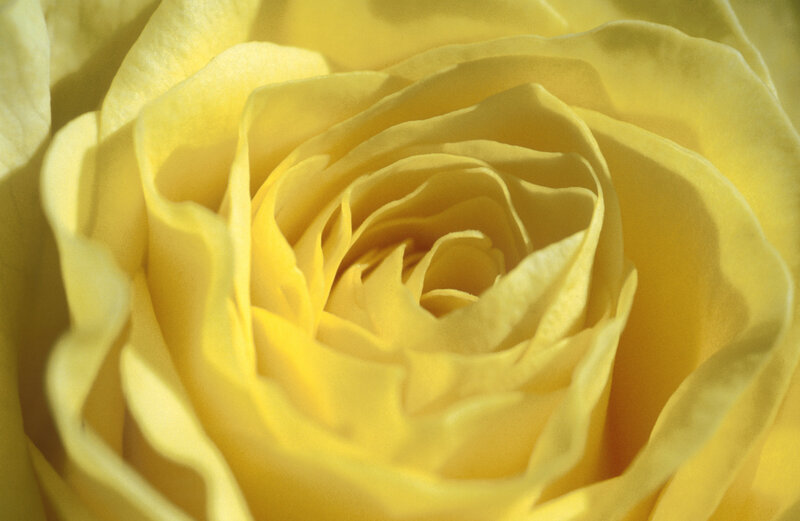 Close-up of a yellow rose