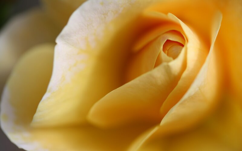 Close-up of a yellow rose