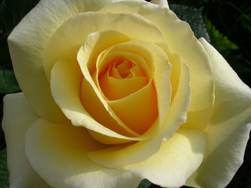 Close-up of a yellow rose