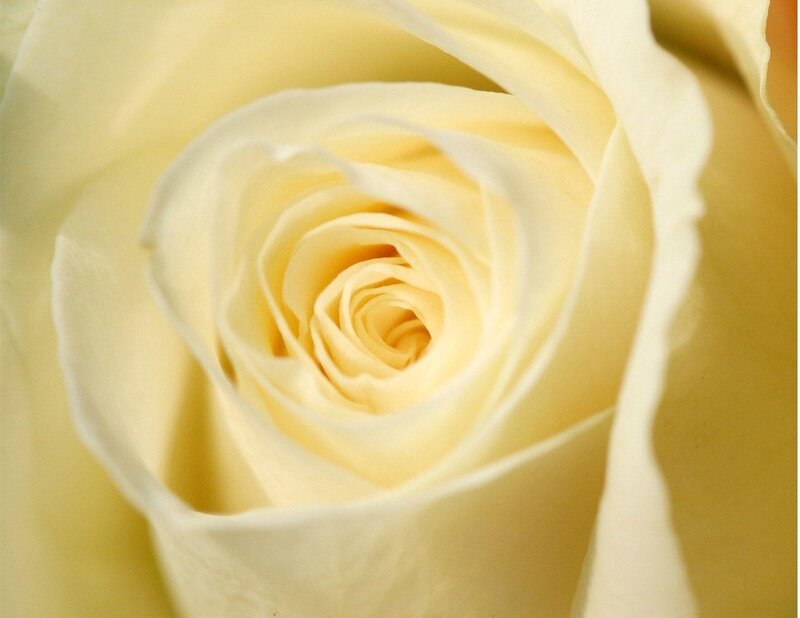 close-up of a yellow rose