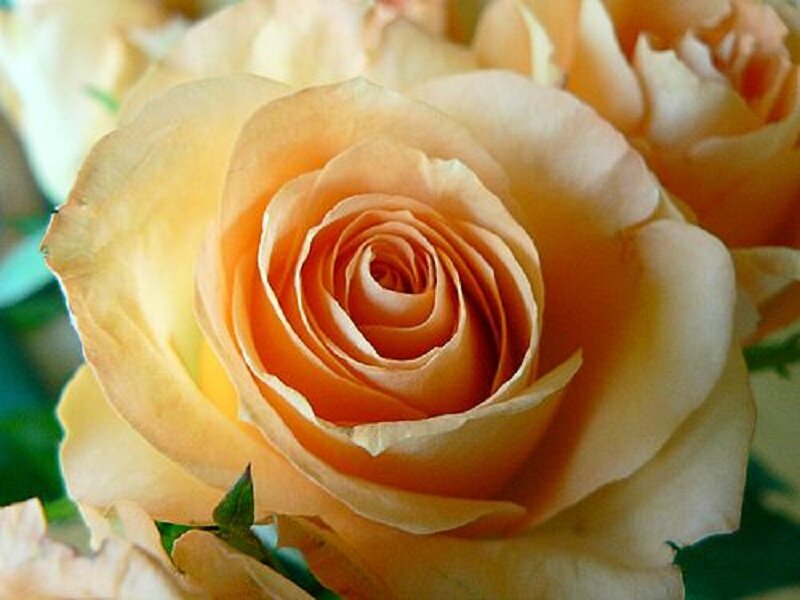 Close-up of a Yellow Rose — Calm