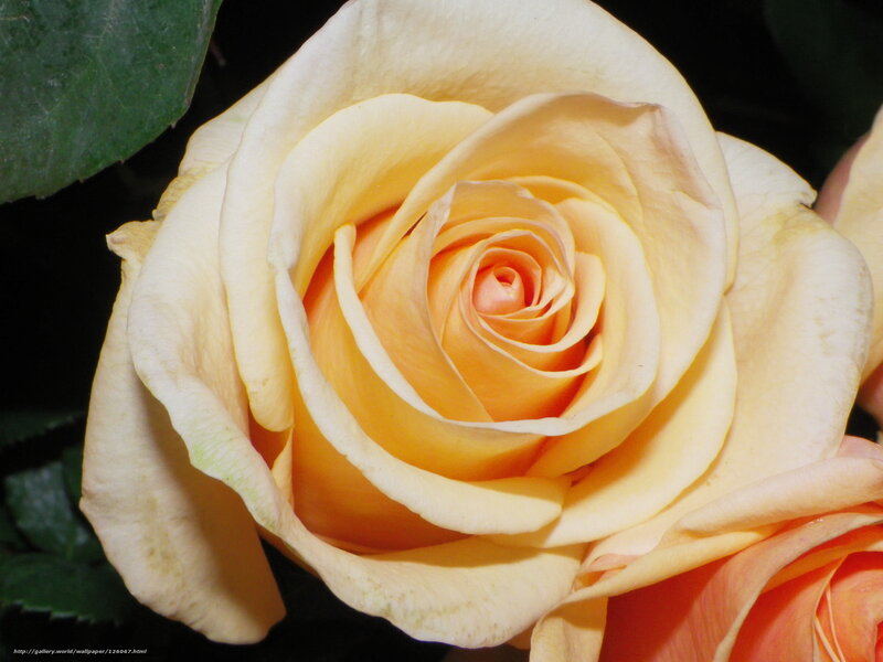 Close-up of a yellow rose
