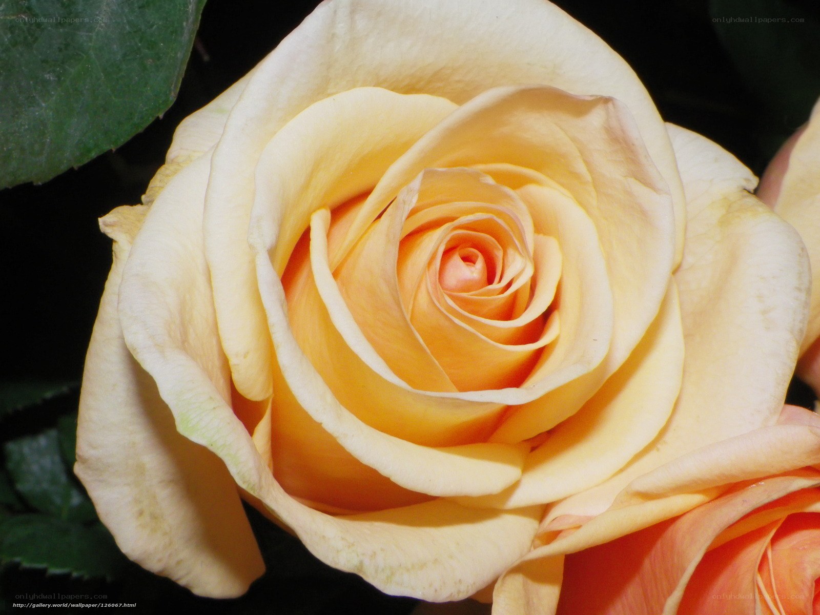 Close-up of a yellow rose